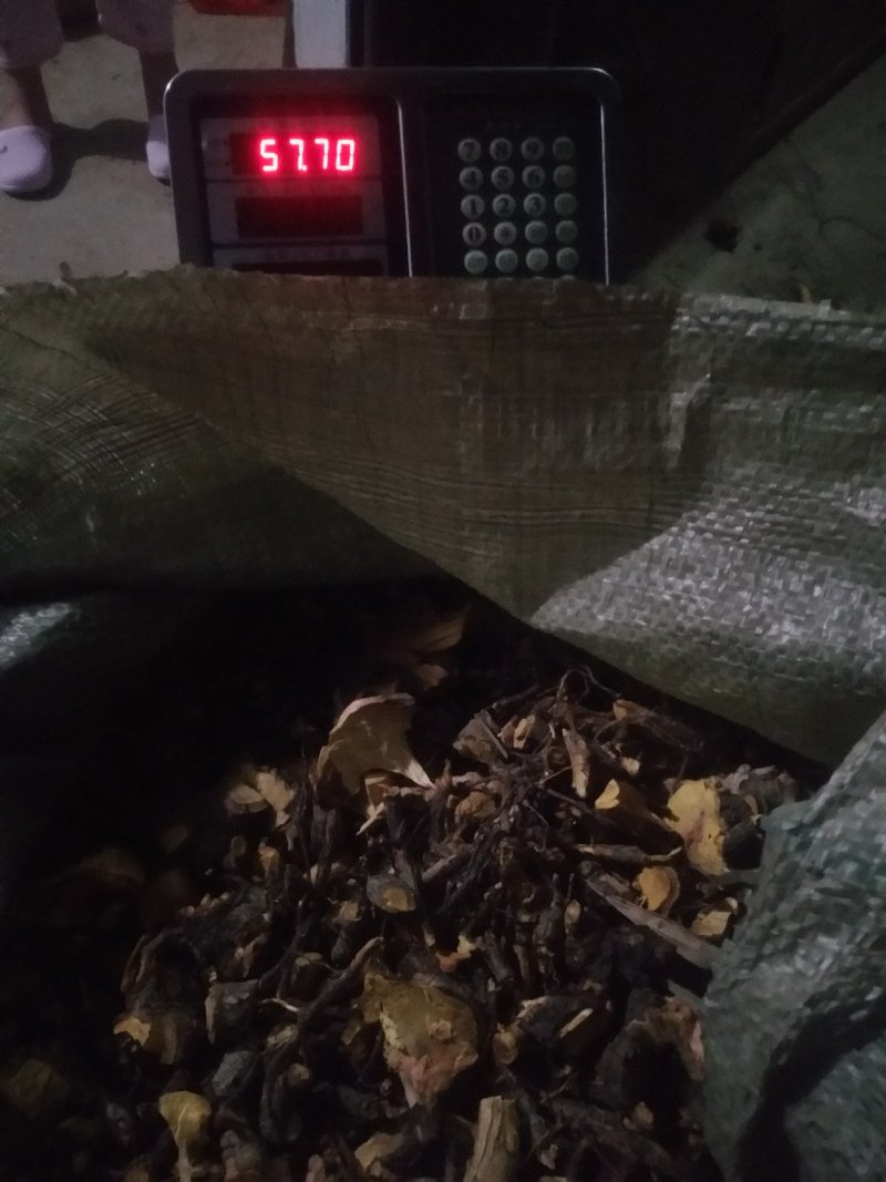广东本地小叶睇牛仔根，有老板需要的联系我，一手货源