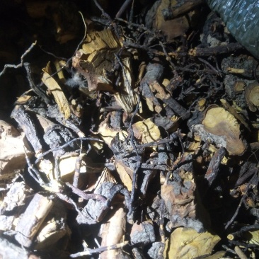 广东本地小叶睇牛仔根，有老板需要的联系我，一手货源