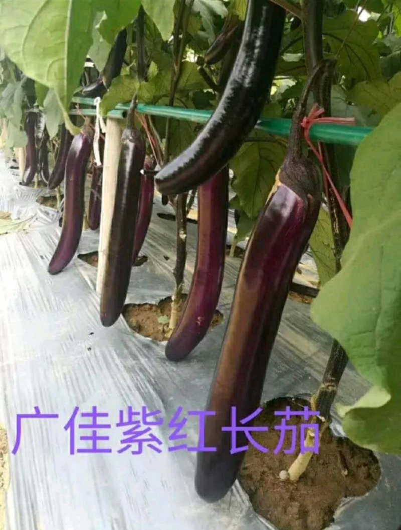 茄子种子皮薄子少肉嫩坐果能力强亩产万斤高抗病