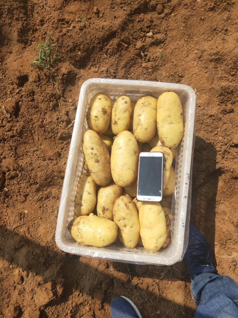 荷兰十五新土豆精品产地供应价格优