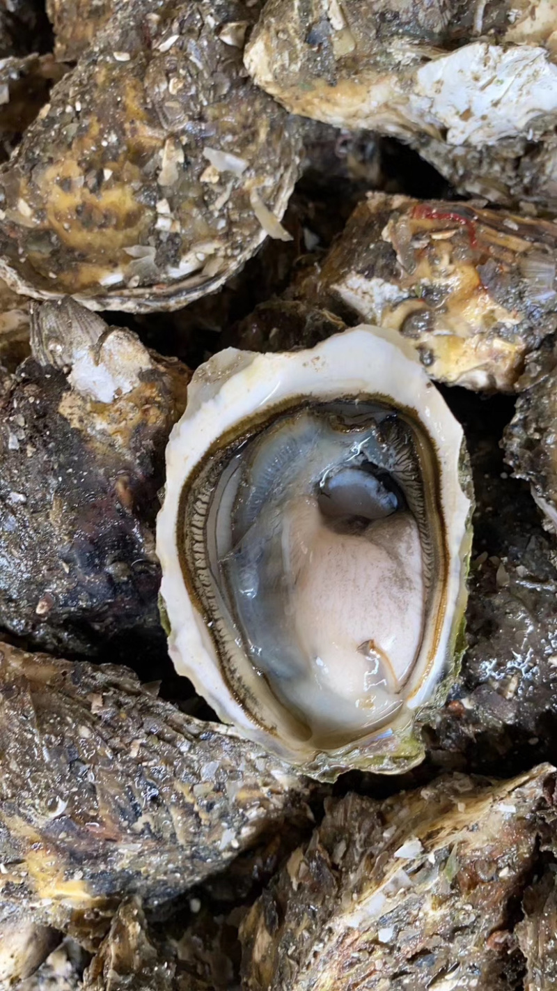 深海蚝烧烤生蚝鲜活海蛎子牡蛎半壳生蚝小蚝