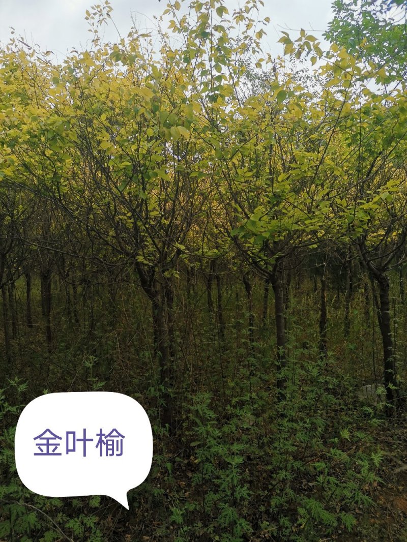 金叶榆