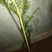 南方红豆杉杯苗(13x14分中袋苗。苗高1米一1.5米)