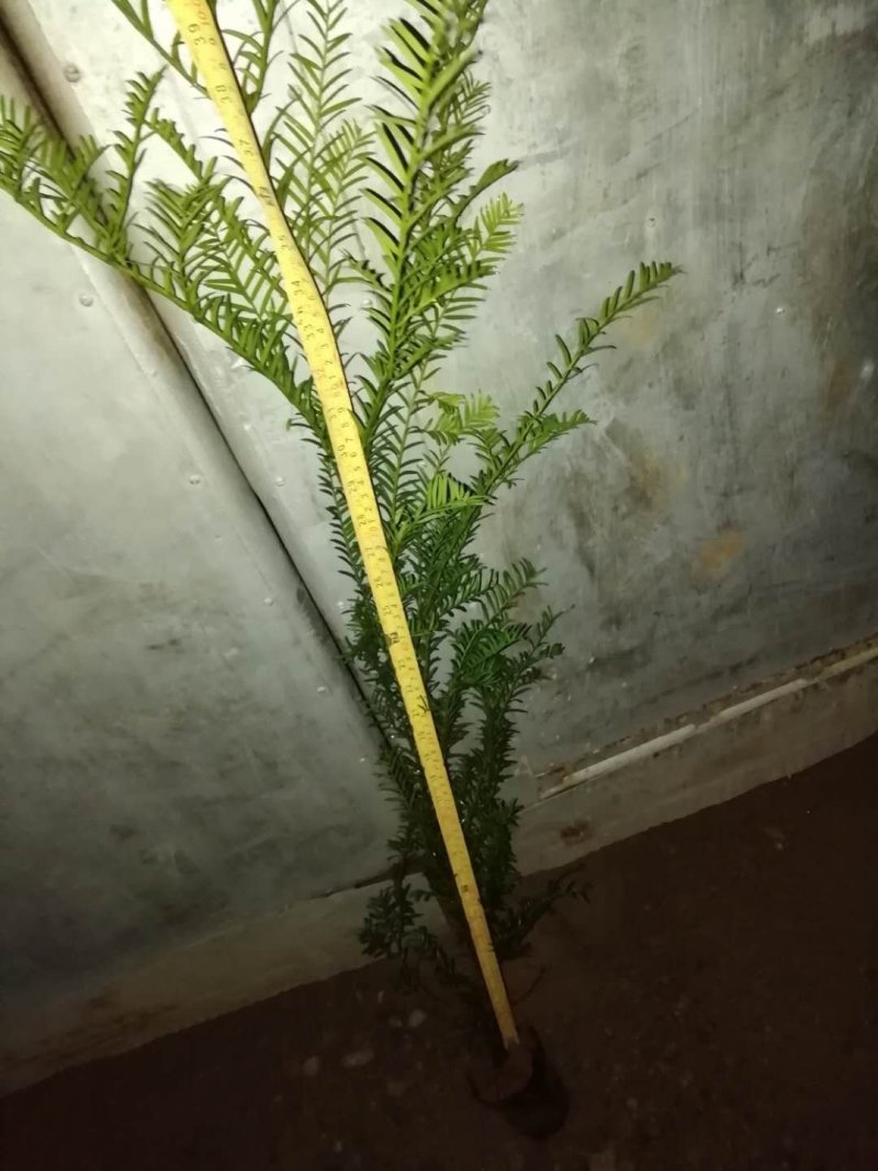 南方红豆杉杯苗(13x14分中袋苗。苗高1米一1.5米)