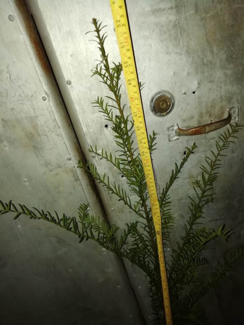 南方红豆杉杯苗(13x14分中袋苗。苗高1米一1.5米)
