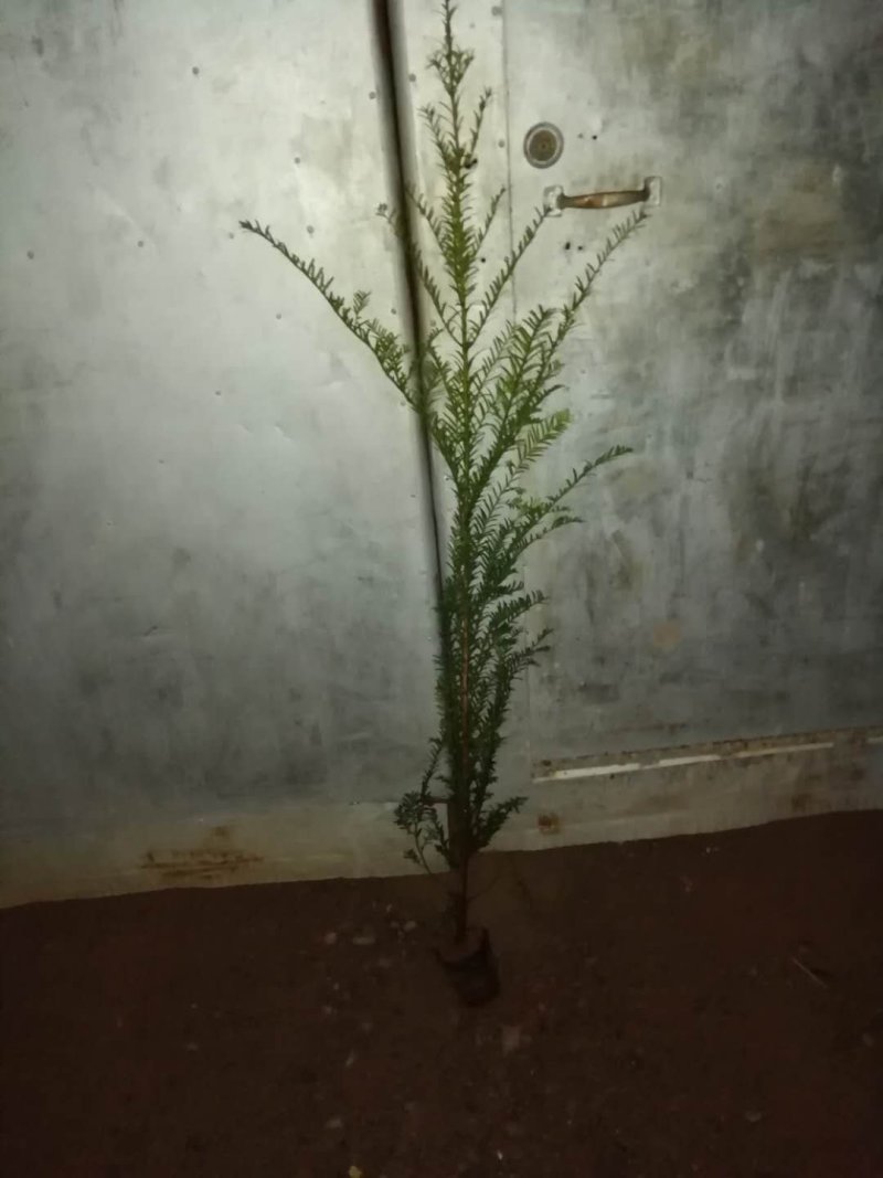 南方红豆杉杯苗(13x14分中袋苗。苗高1米一1.5米)