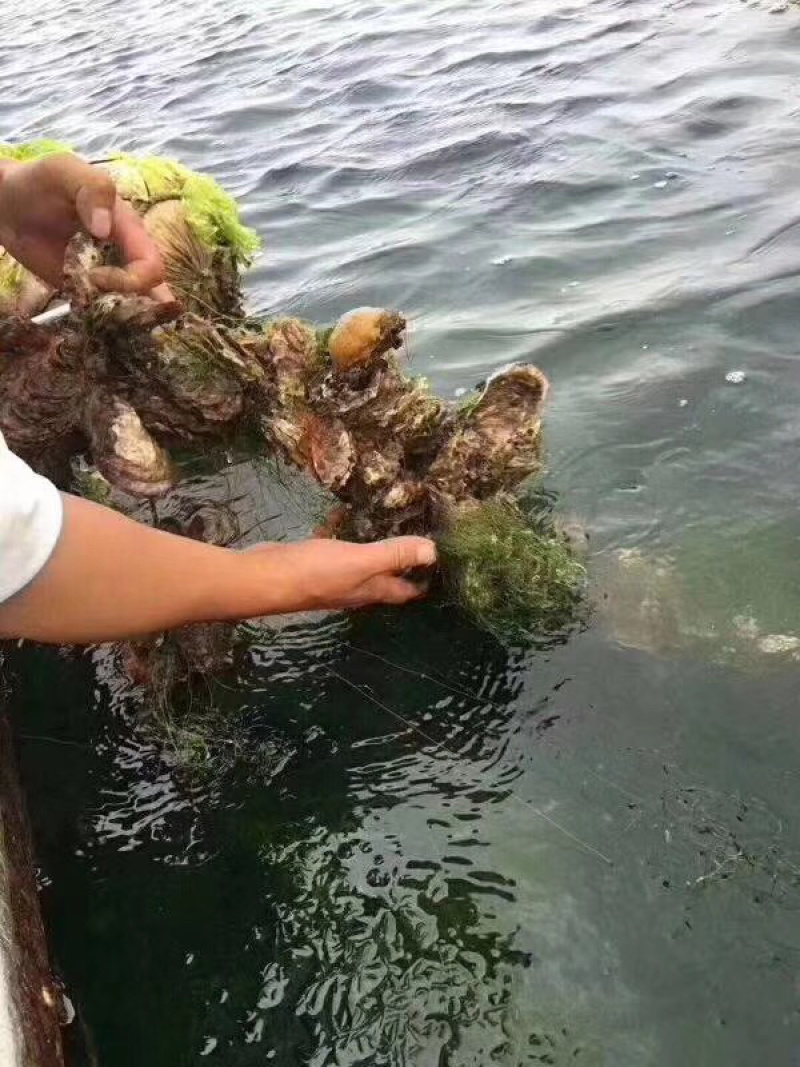 生蚝鲜活批发海蛎子牡蛎井洲生蚝原产地直发半壳生蚝