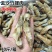 新鲜竹节蛏王肉冷冻蛏子肉现剥去沙大蛏肉海鲜零食水产火锅烧