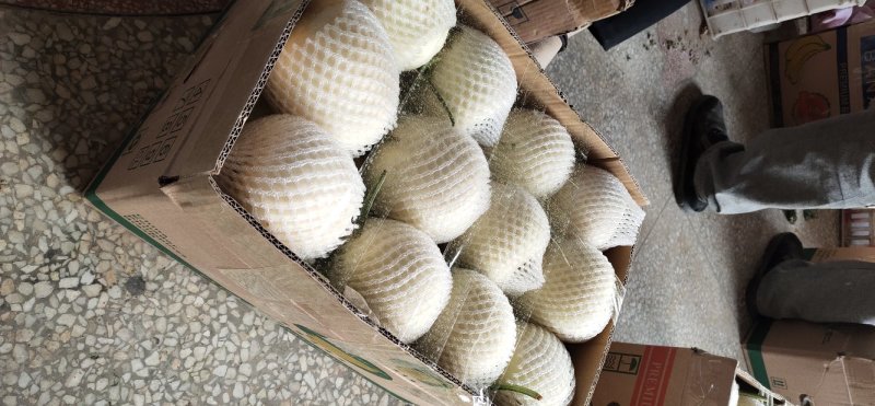 薄皮甜瓜，白玉香瓜量大质优，价格优惠，欢迎采购
