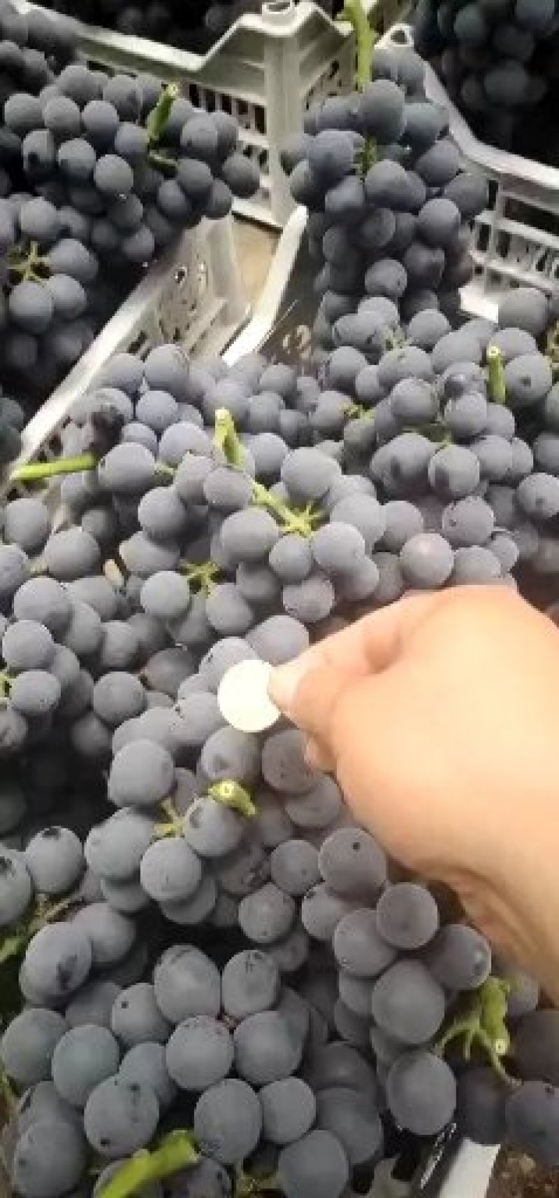 江苏精品夏黑口感非常好。价格合理，串行优美。