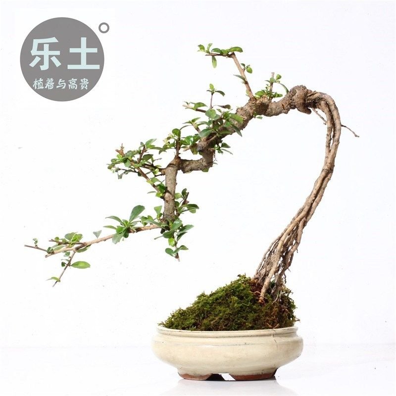 乐土创意盆景【福建细叶茶】案台茶台办公室绿植室内盆栽送礼