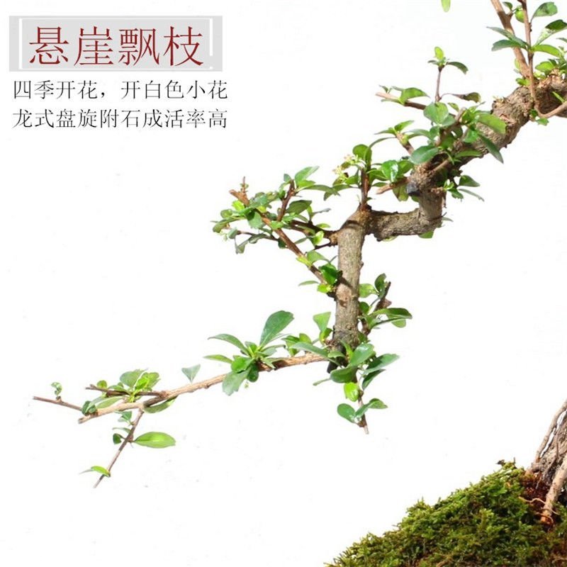 乐土创意盆景【福建细叶茶】案台茶台办公室绿植室内盆栽送礼