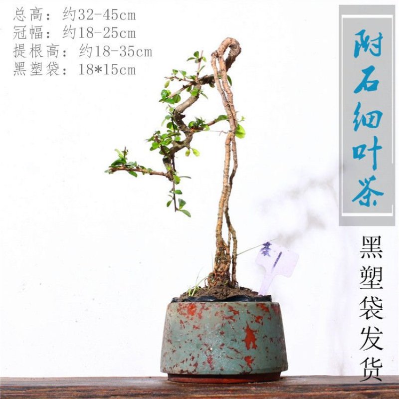 乐土创意盆景【福建细叶茶】案台茶台办公室绿植室内盆栽送礼