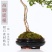 乐土创意盆景【福建细叶茶】案台茶台办公室绿植室内盆栽送礼