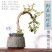 乐土创意盆景【福建细叶茶】案台茶台办公室绿植室内盆栽送礼