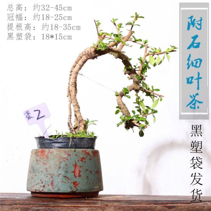 乐土创意盆景【福建细叶茶】案台茶台办公室绿植室内盆栽送礼