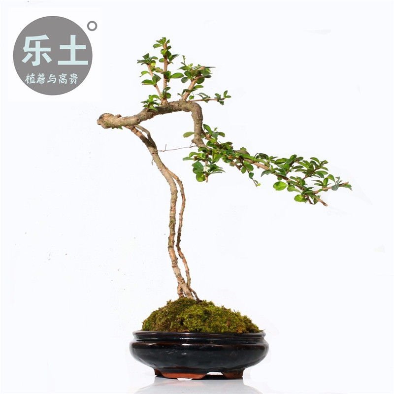 乐土创意盆景【福建细叶茶】案台茶台办公室绿植室内盆栽送礼
