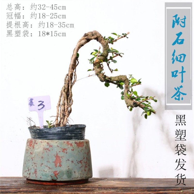 乐土创意盆景【福建细叶茶】案台茶台办公室绿植室内盆栽送礼