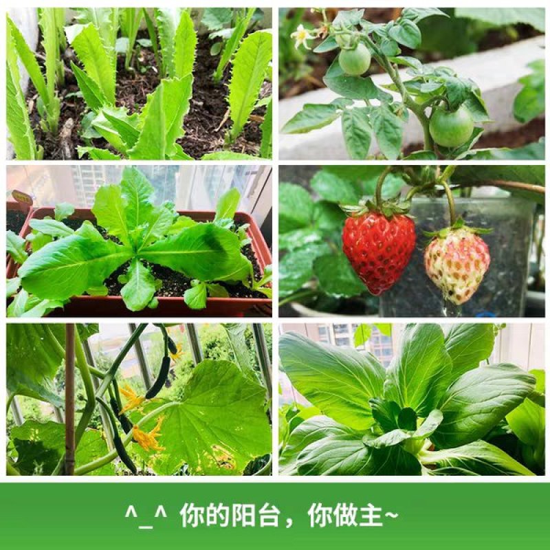 四季蔬菜菜种种子春季北南方农家阳台盆栽种菜菜籽大全生菜瓜