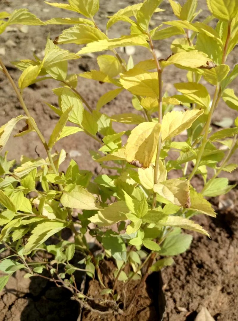 观赏植物，金山绣线菊，金焰绣线菊盆栽易成活