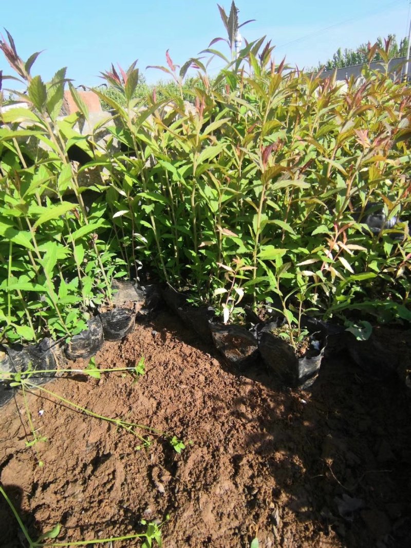 观赏植物，金山绣线菊，金焰绣线菊盆栽易成活