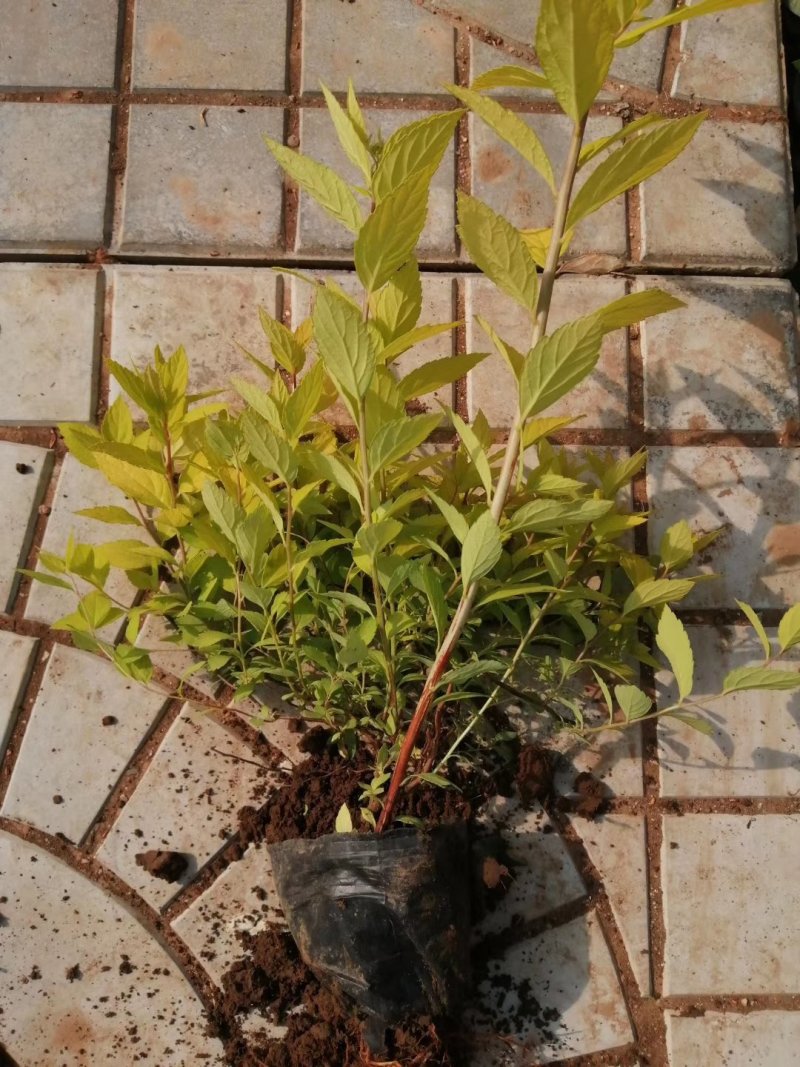 观赏植物，金山绣线菊，金焰绣线菊盆栽易成活