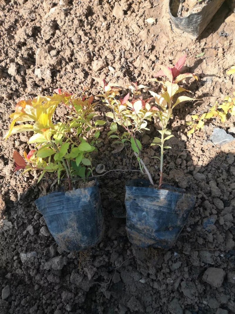 观赏植物，金山绣线菊，金焰绣线菊盆栽易成活