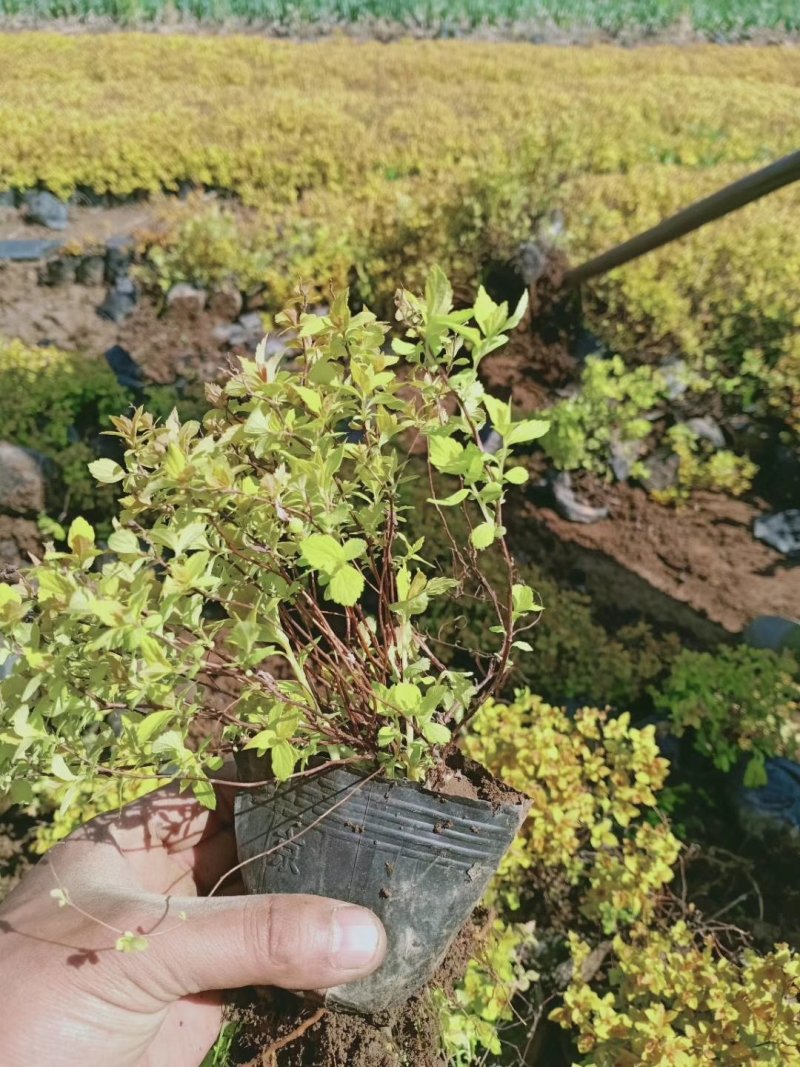 观赏植物，金山绣线菊，金焰绣线菊盆栽易成活
