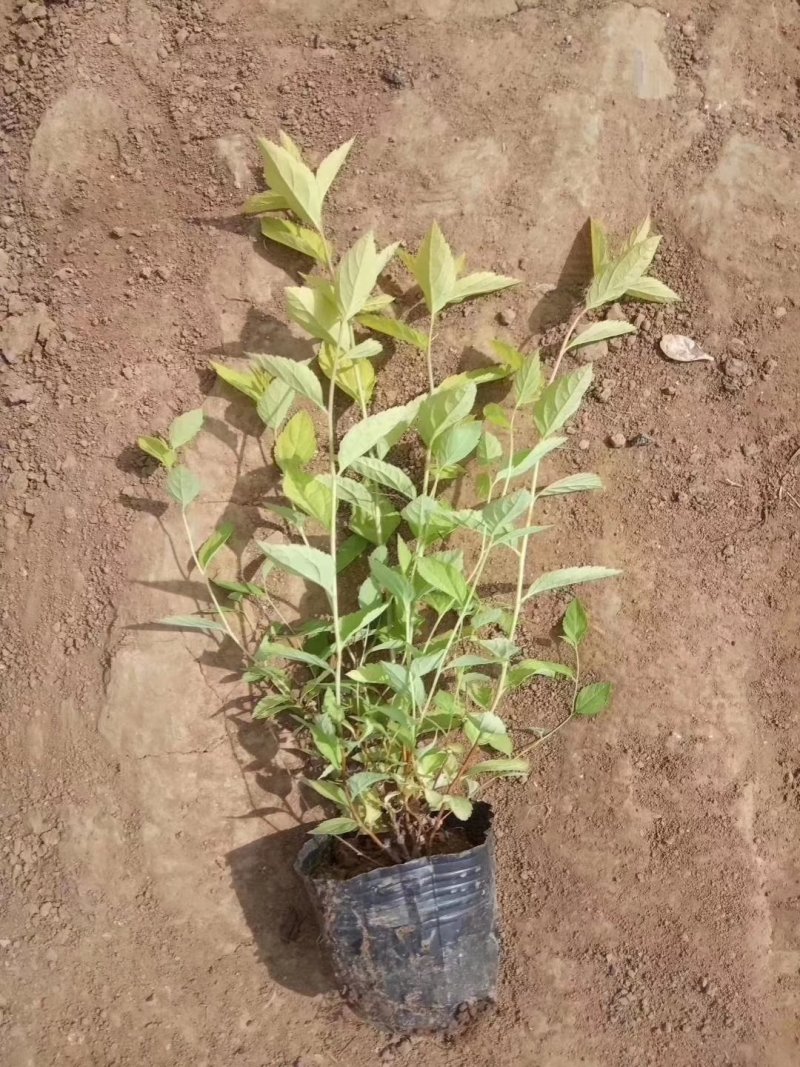 观赏植物，金山绣线菊，金焰绣线菊盆栽易成活