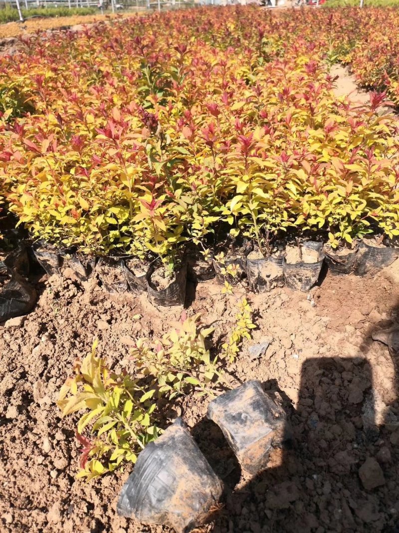 观赏植物，金山绣线菊，金焰绣线菊盆栽易成活