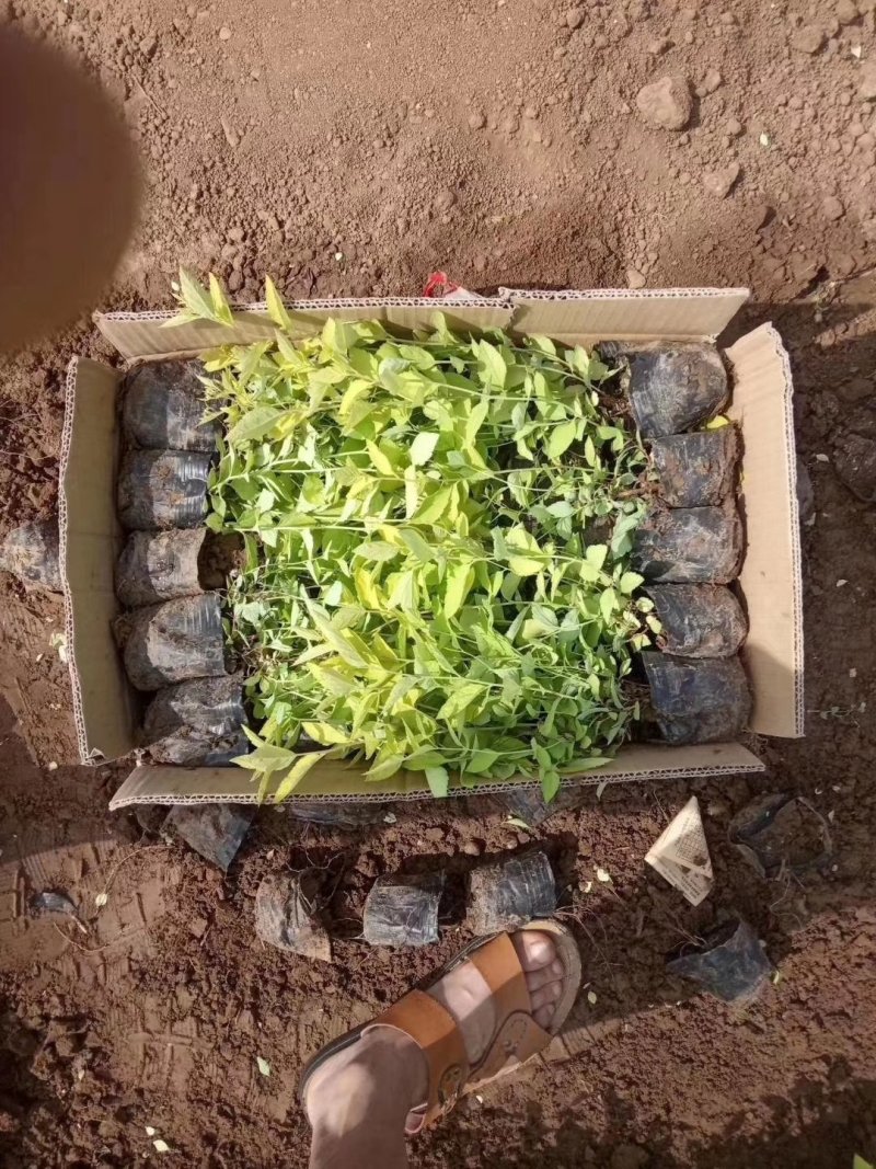观赏植物，金山绣线菊，金焰绣线菊盆栽易成活