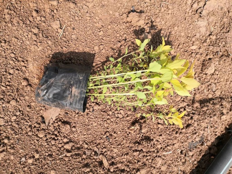 观赏植物，金山绣线菊，金焰绣线菊盆栽易成活