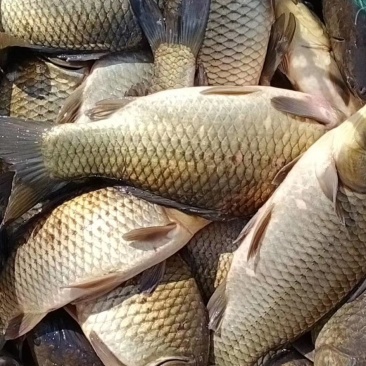 黄金鲫