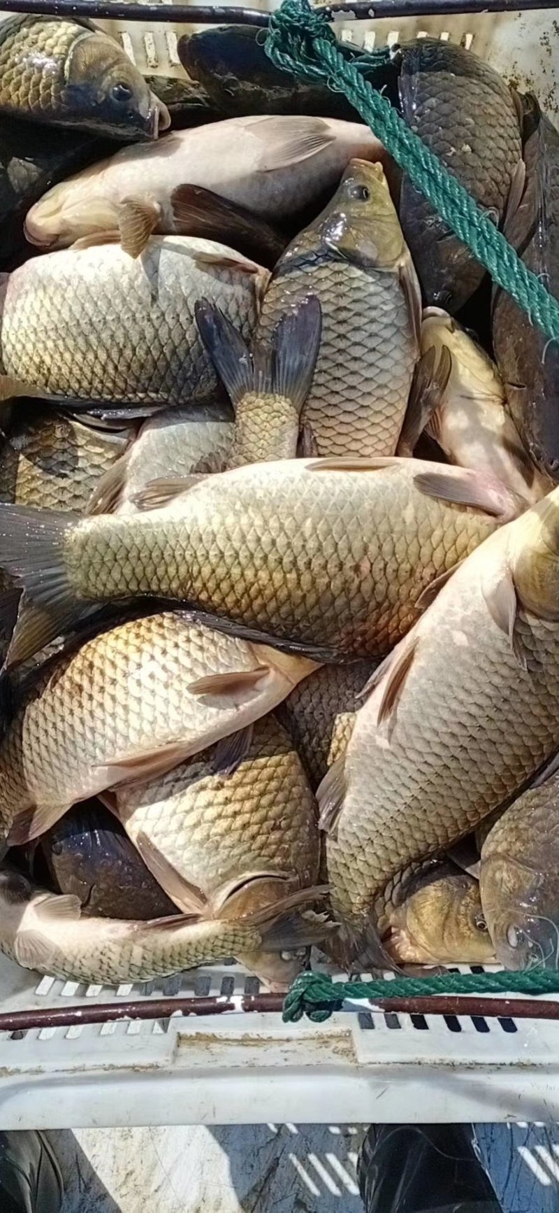 黄金鲫