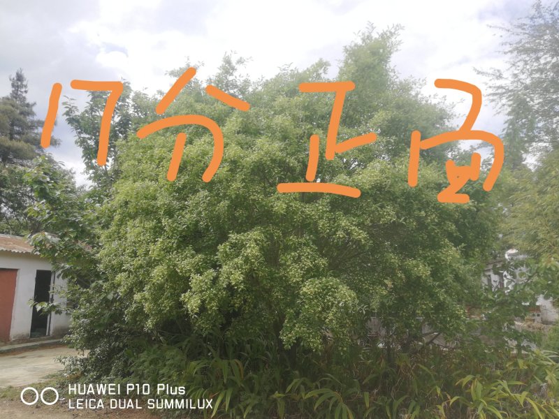 垂丝海堂，卫矛，棕榈树，云南樱花，滇朴，金竹等