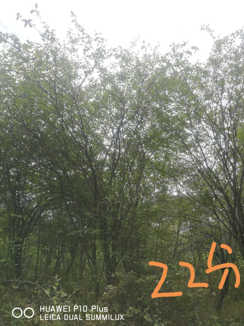 垂丝海堂，卫矛，棕榈树，云南樱花，滇朴，金竹等
