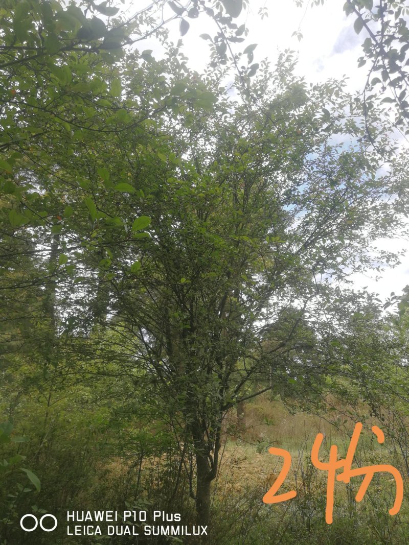 垂丝海堂，卫矛，棕榈树，云南樱花，滇朴，金竹等