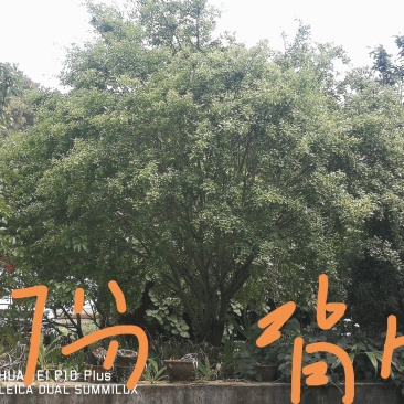 垂丝海堂，卫矛，棕榈树，云南樱花，滇朴，金竹等