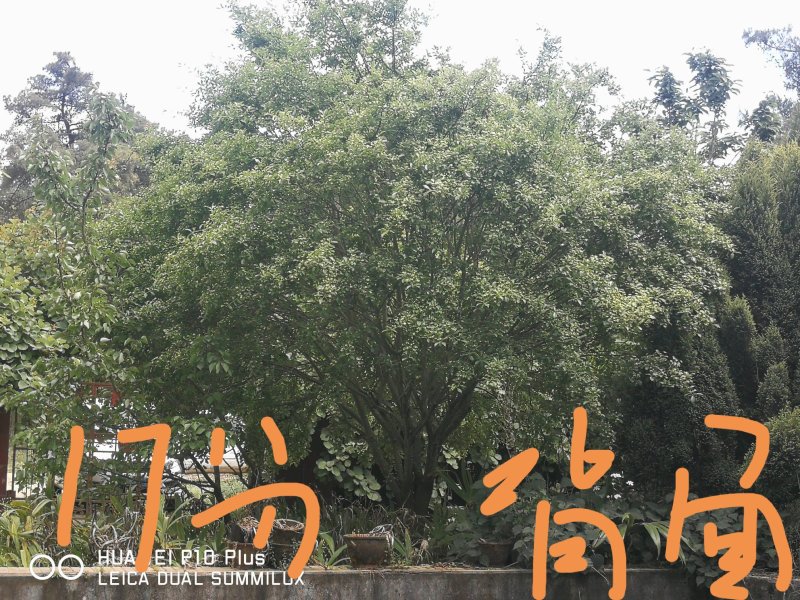 垂丝海堂，卫矛，棕榈树，云南樱花，滇朴，金竹等