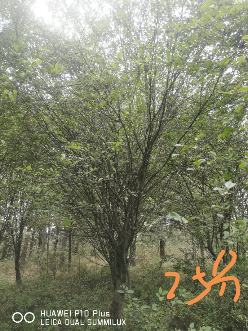 垂丝海堂，卫矛，棕榈树，云南樱花，滇朴，金竹等