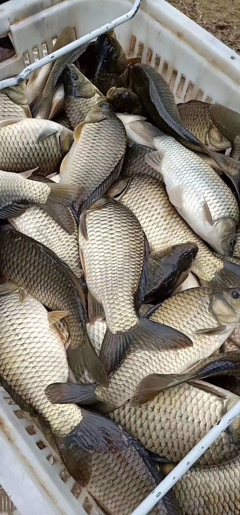 黄金鲫