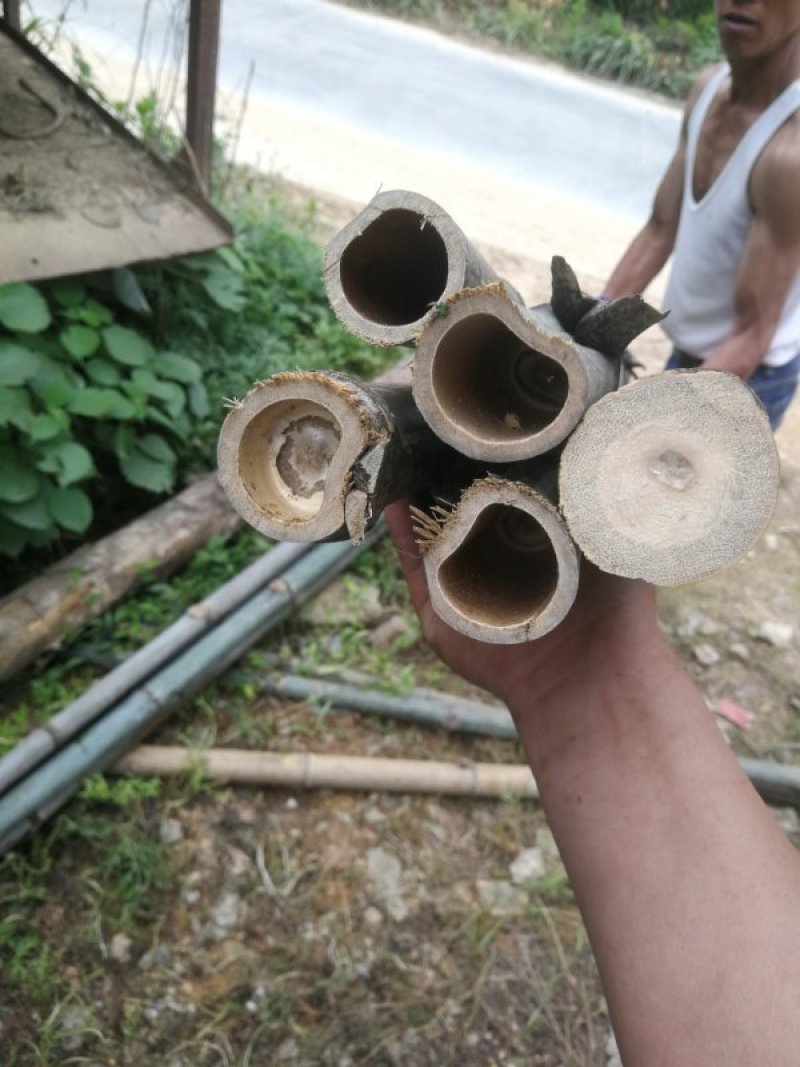 常年有毛竹，竹尾出售。各种大，小，长，短规格都有