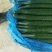夏邑县万亩优质精品黄瓜开始大量上市瓜条顺直。