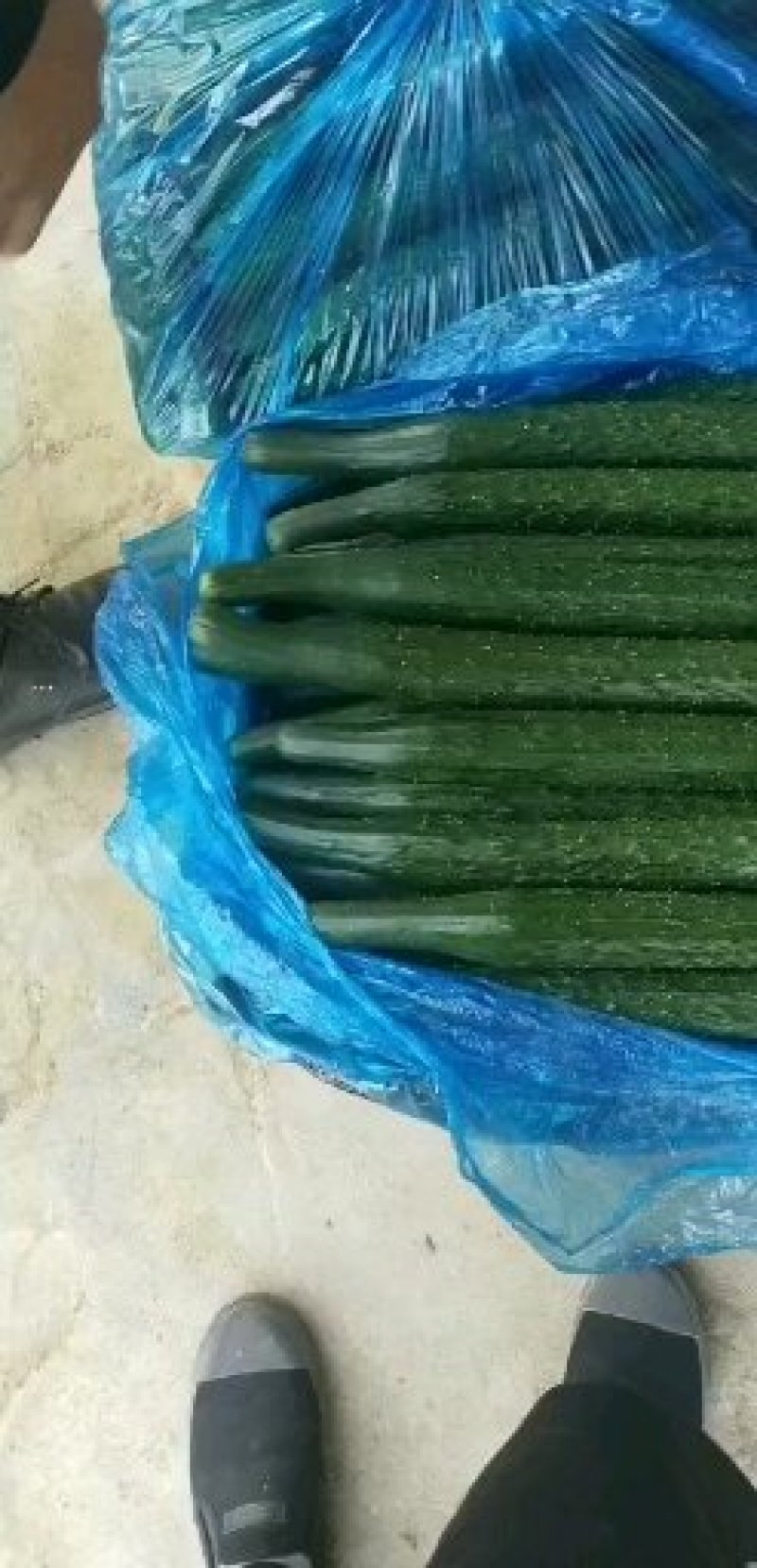 夏邑县万亩优质精品黄瓜开始大量上市瓜条顺直。