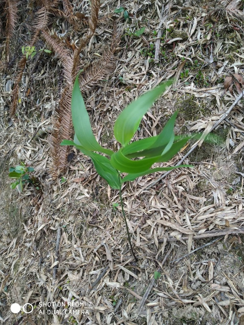 野生黄精种苗