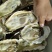 龙蚝蚝王贝龙蚝特大蚝，单只8两到3斤