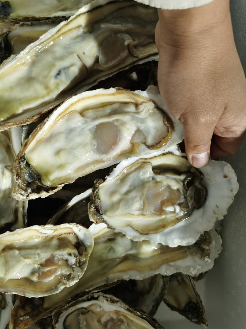 龙蚝蚝王贝龙蚝特大蚝，单只8两到3斤