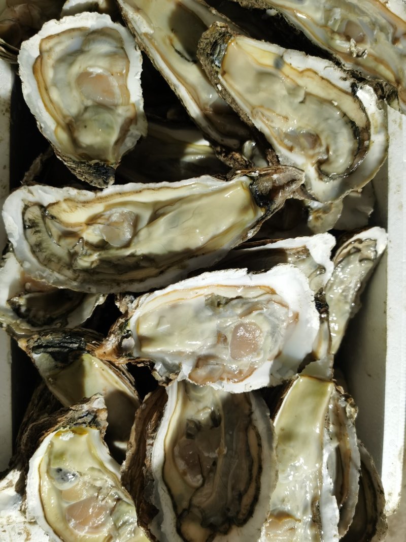 龙蚝蚝王贝龙蚝特大蚝，单只8两到3斤