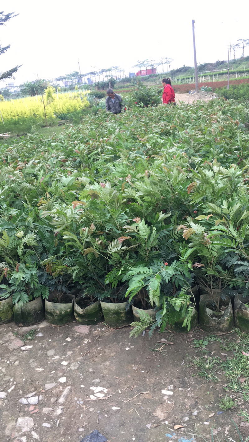 红绒球(价格实惠，量大从优)长期供应各种苗木