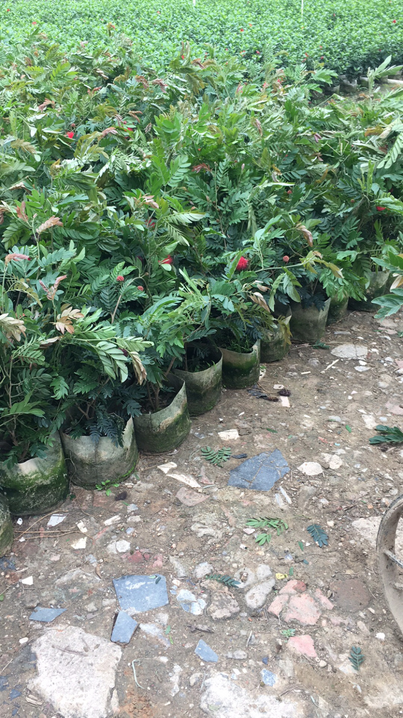 红绒球(价格实惠，量大从优)长期供应各种苗木